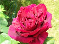5d5955fe-Picture 566.jpg